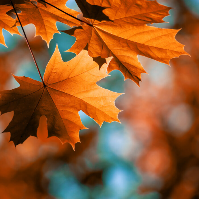 Welcome Fall!  Plan and Prepare for the Seasons Ahead.